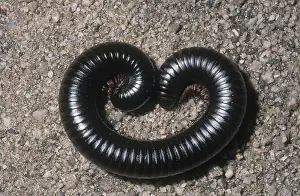 Myriapod: Giant African Millipede