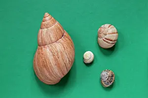 Helix: Giant African Snail - shell compared to a Roman