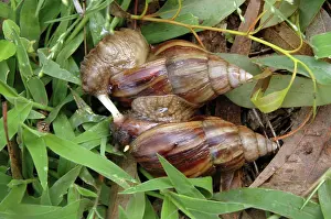 Gastropods: Giant African Snails: mating, exchanging love darts