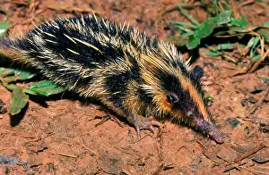 Checkered: Giant (aka Checkered) Elephant-shrew (Rhynchocyon
