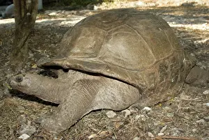 Mascarene: Giant Aldabra Tortoise