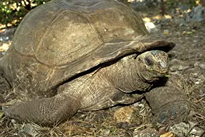Mascarene: Giant Aldabra Tortoise