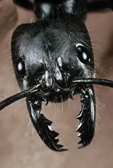 Mandibles: Giant Amazon Ant