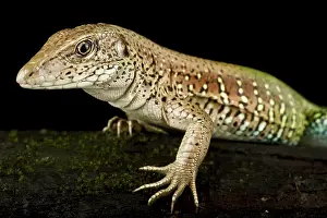 Backgrounds: Giant ameiva (Ameiva ameiva), on black background