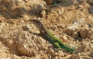Ameiva: Giant ameiva (Ameiva ameiva), Pantanal, Mato Grosso