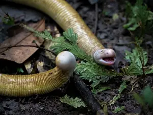 Amphisbaena: Giant Amphisbaena, aka Giant Worm-lizard (Amphisbaena