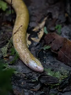 Crawl: Giant Amphisbaena, aka Giant Worm-lizard (Amphisbaena