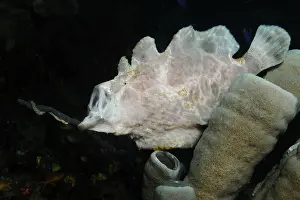Sponges: Giant Anglerfish