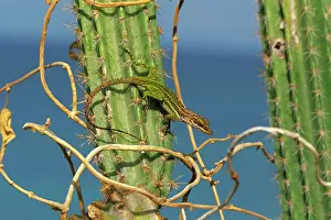 Anoles: Giant Anole - basking in the early morning sun atop cactus