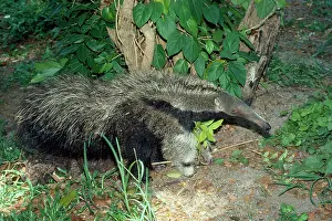 Anteaters: Giant Anteater