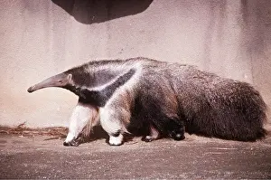 Anteater: GIANT ANTEATER