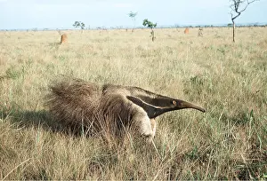 Termite: GIANT ANTEATER