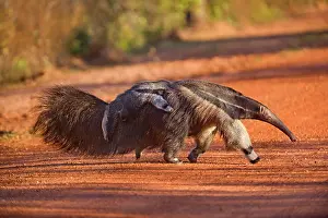 Anteater: Giant Anteater - adult with a baby on its back