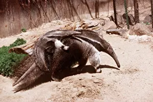 Anteater: GIANT ANTEATER - adult carrying baby on back