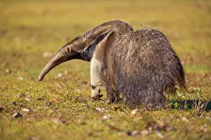 Anteater: Giant Anteater - adult foraging for ants and insects
