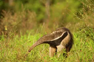Anteater: Giant Anteater - adult foraging for ants and insects