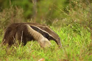 Anteater: Giant Anteater - adult foraging for ants and insects