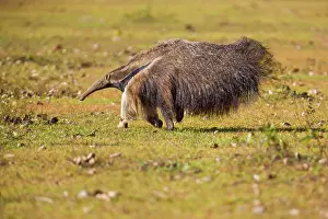 Anteater: Giant Anteater - adult running across a pasture