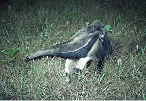 Anteater: GIANT ANTEATER - adult with young on back