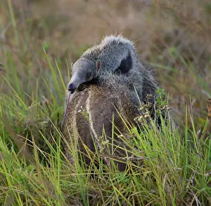 Anteater: Giant Anteater / Ant Bear - carrying young on back