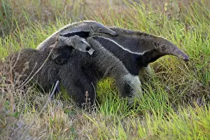 Anteater: Giant Anteater / Ant Bear - carrying young on back