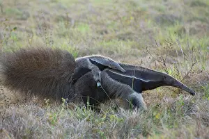 Anteater: Giant Anteater / Ant Bear - carrying young on back