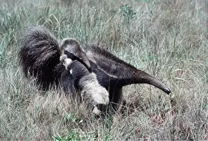 Anteater: GIANT ANTEATER - baby on back