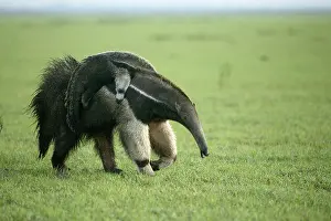 Anteaters: Giant Anteater - carrying young on back