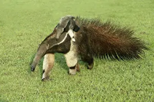 Anteaters: Giant Anteater - carrying young on back