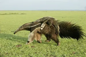 Anteaters: Giant Anteater - carrying young on back