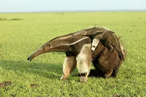 Nose: Giant Anteater - carrying young on back