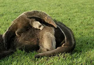 Anteaters: Giant Anteater - female & baby