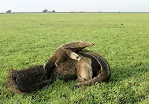 Anteaters: Giant Anteater - female & baby, showing long tongue