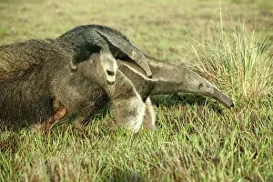 Anteaters: Giant Anteater - Female carrying baby