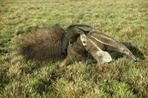 Anteaters: Giant Anteater - Female carrying baby