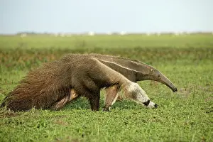 Anteaters: Giant Anteater in the Llanos