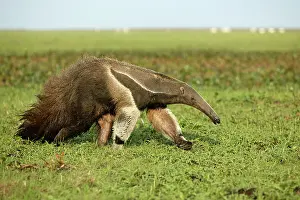 Anteaters: Giant Anteater in the Llanos