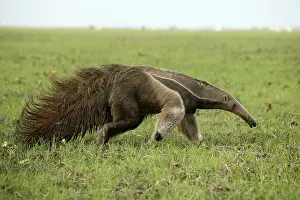 Anteater: Giant Anteater in the Llanos