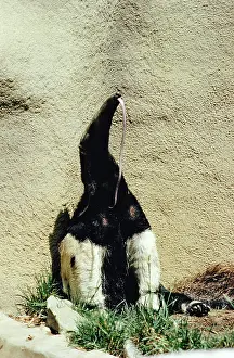Anteater: GIANT ANTEATER - long tongue