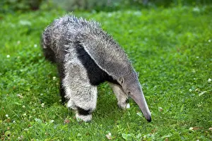 Anteater: Giant Anteater (myrmecophaga tridactyla), Young Female