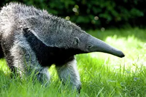 Anteater: Giant Anteater (myrmecophaga tridactyla), Young Female