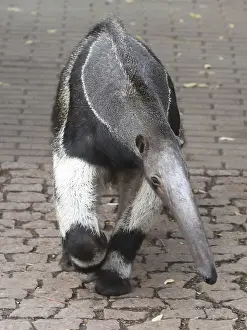 Zoological: Giant anteater (Myrmecophaga tridactyla) in the