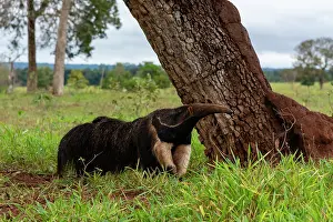 Termite: Giant anteater (Myrmecophaga tridactyla), Pantanal