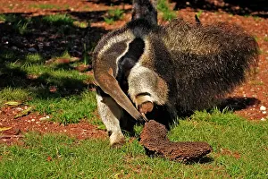 Anteater: Giant Anteater (Myrmecophaga tridactyla), portrait