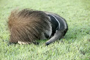 Anteaters: Giant Anteater - resting, sheltering young behind tail