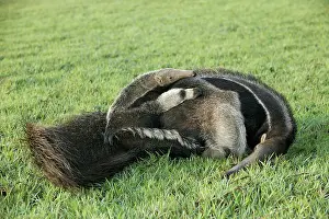 Anteaters: Giant Anteater - resting with young on back