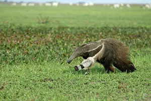 Anteaters: Giant Anteater - running