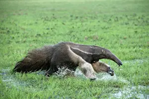 Anteaters: Giant Anteater - running through water