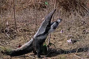 Anteaters: GIANT ANTEATER - standing