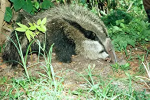 Anteaters: GIANT ANTEATER - using front claw to feed at ants nest